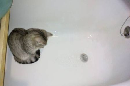 кот и вода