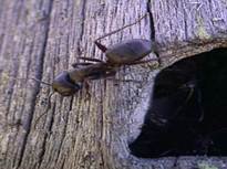 муравьи 11