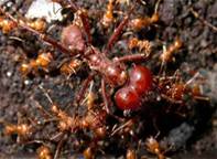 муравьи 12