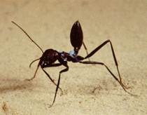 муравьи 14