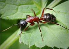 муравьи 2