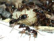 муравьи 3