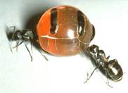 муравьи 4