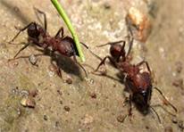 муравьи 8