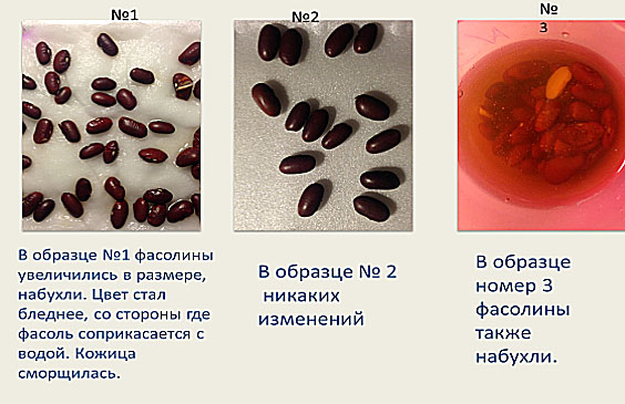 первый день проведения эксперимента