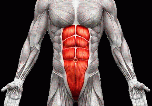 мышцы человека