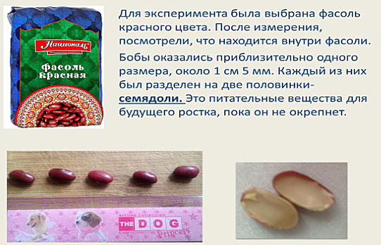 отбор фасоли для эксперимента