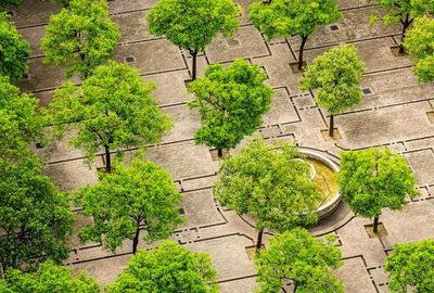 Реферат: Выбор видов деревьев для городского озеленения