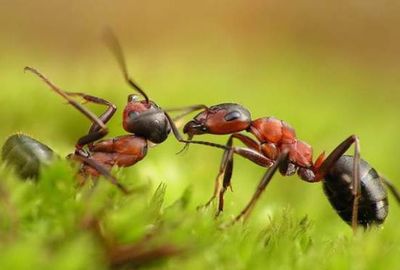 Как устроена жизнь муравьёв?